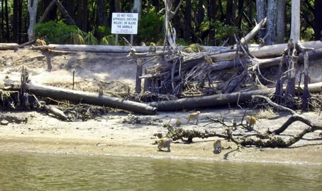 Bu adaya değil ayak basmak yaklaşmak bile yasak! Uzmanlar uyarıyor: Felaketle sonuçlanabilir 8